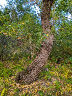 ormanda çok eski bir ağaç. eski ağaç gövdesi