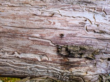 doğal ahşap soyut doku. ağaç gövdesi şımarık