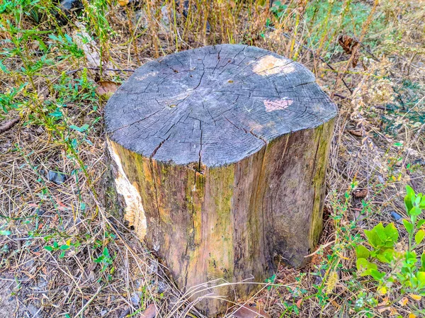 Ormandaki yaşlı kütük.