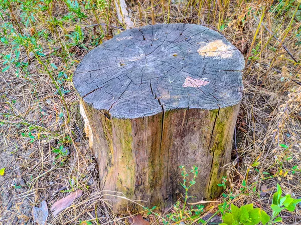 Vecchio Ceppo Nella Foresta — Foto Stock