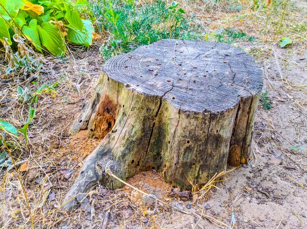 Viejo Muñón Bosque — Foto de Stock