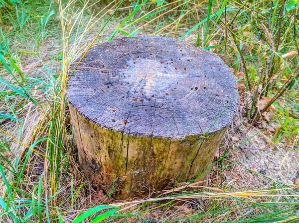Vecchio Ceppo Nella Foresta — Foto Stock
