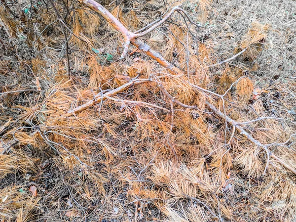 Kuru Çam Dalları Yangından Sonra Ağaç Dalları — Stok fotoğraf