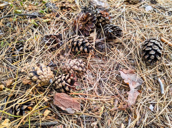 birçok çam kozalakları yere