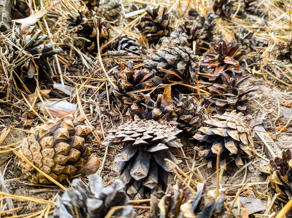 birçok çam kozalakları yere