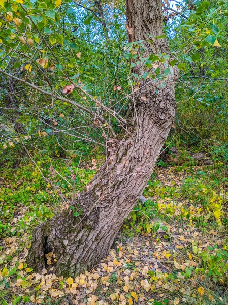 Πολύ Παλιό Δέντρο Στο Δάσος Παλιό Κορμό Δέντρου — Φωτογραφία Αρχείου