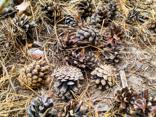 birçok çam kozalakları yere