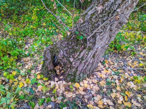 Ormanda Çok Eski Bir Ağaç Eski Ağaç Gövdesi — Stok fotoğraf