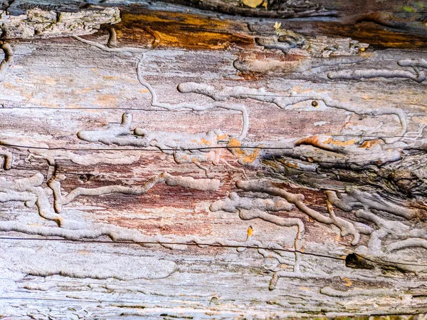 Abstract Texture Natural Wood Tree Trunk Spoiled — Stock Photo, Image