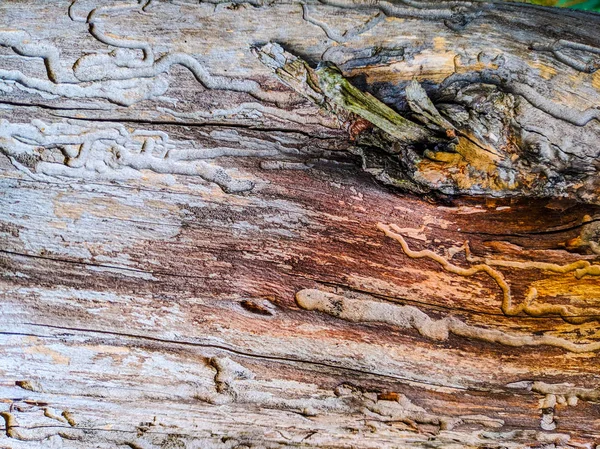 Abstract Texture Natural Wood Tree Trunk Spoiled — Stock Photo, Image