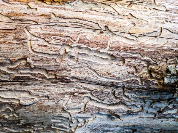 abstract texture of natural wood. tree trunk spoiled