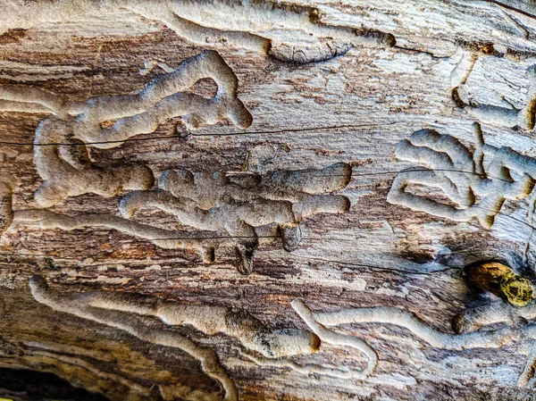 Abstract Texture Natural Wood Tree Trunk Spoiled — Stock Photo, Image