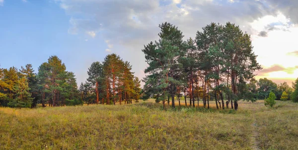 Пейзажная Панорама Лесом Панорамный Вечер Природы — стоковое фото