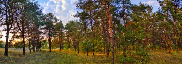 Panorama Paisajístico Con Bosque Panorama Naturaleza Noche —  Fotos de Stock