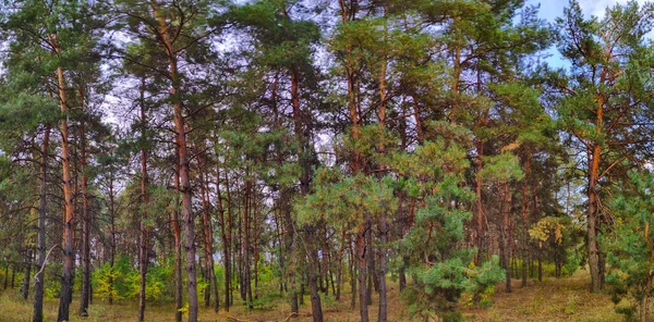 Panoramę Krajobrazu Lasem Panorama Natura Wieczór — Zdjęcie stockowe