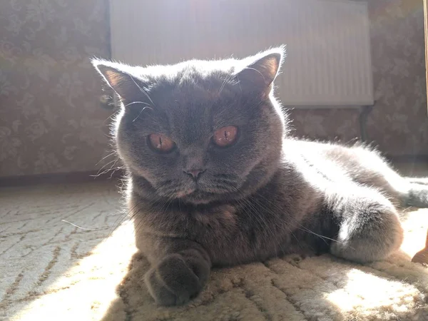 Stor Grå Brittisk Katt Katt Solar Sig Solen — Stockfoto