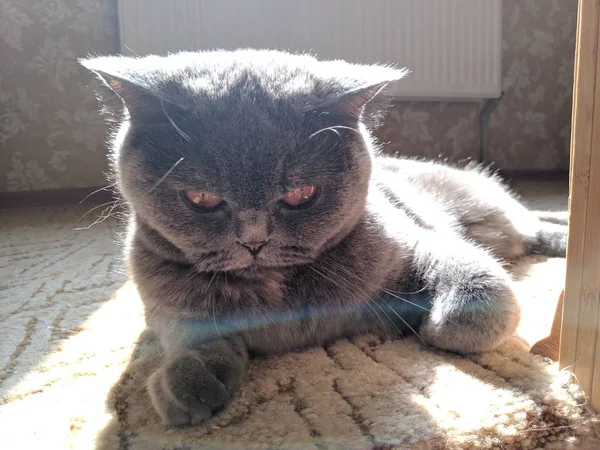 Große Graue Britische Katze Katze Sonnt Sich Der Sonne — Stockfoto