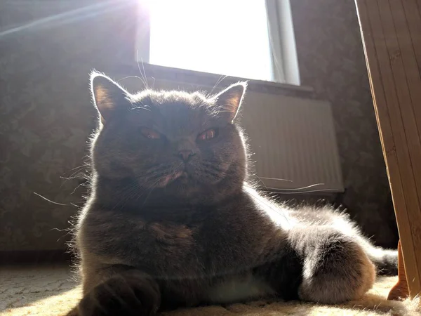 Große Graue Britische Katze Katze Sonnt Sich Der Sonne — Stockfoto