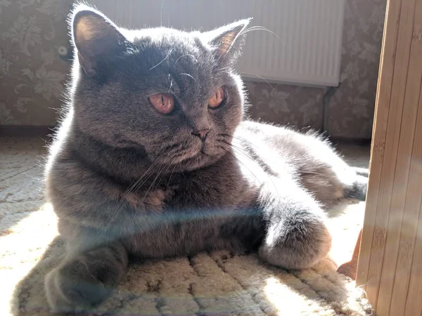 Big Gray British Cat Cat Basks Sun — Stock Photo, Image