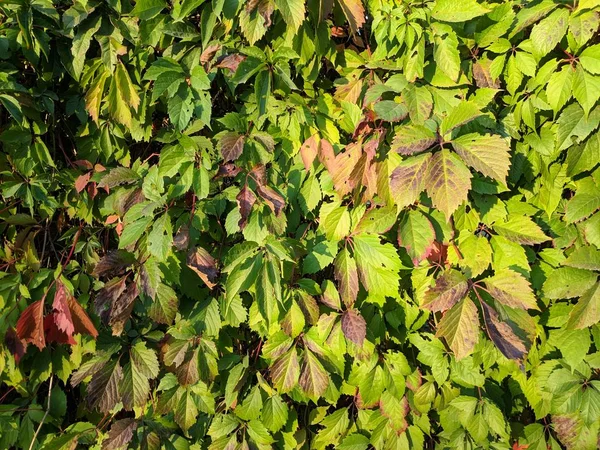 Feuilles Vertes Haie Clôture Envahie — Photo