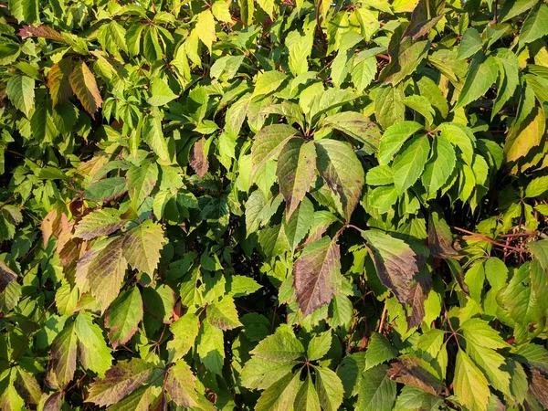 Hojas Verdes Seto Valla Cubierta — Foto de Stock