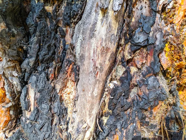Спалена Текстура Дерева Дерево Після Пожежі Абстрактна Текстура Чорної Кори — стокове фото