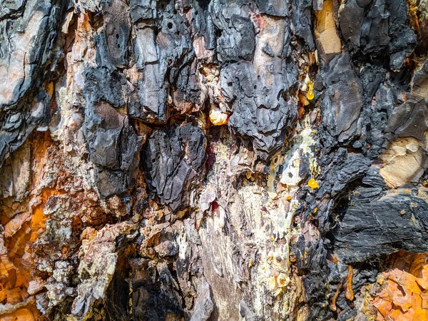 Verbranntes Holz Baum Nach Einem Brand Abstrakte Textur Aus Ebenholzrinde — Stockfoto