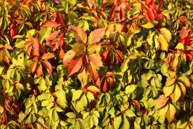 sonbaharda yabani üzüm yaprakları. kırmızı ve yeşil sonbahar yaprakları.