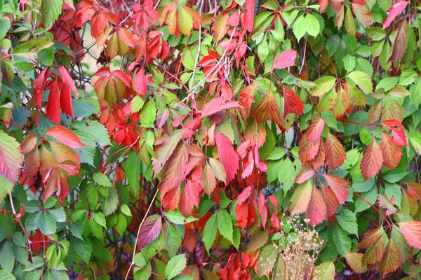 秋天野生葡萄的叶子 红色和绿色的秋叶 — 图库照片