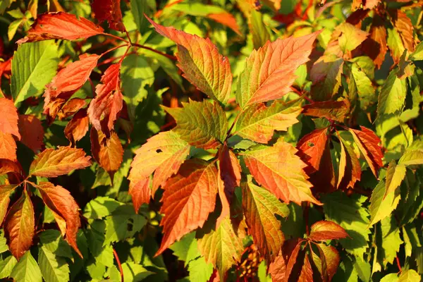 Φύλλα Άγριων Σταφυλιών Φθινόπωρο Κόκκινα Και Πράσινα Φύλλα Του Φθινοπώρου — Φωτογραφία Αρχείου