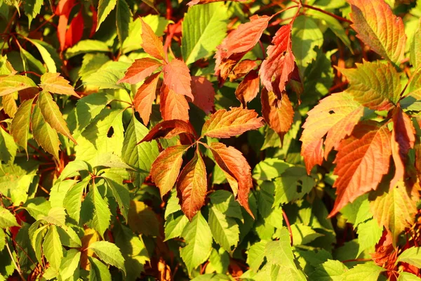 Folhas Uvas Silvestres Outono Folhas Outono Vermelhas Verdes — Fotografia de Stock