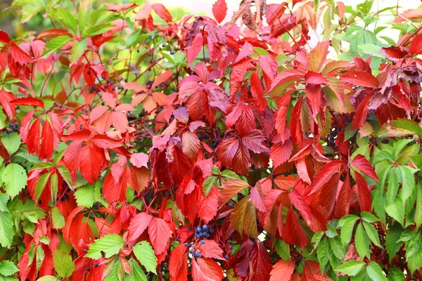 Listí Divokých Hroznů Podzim Červené Zelené Podzimní Listy — Stock fotografie