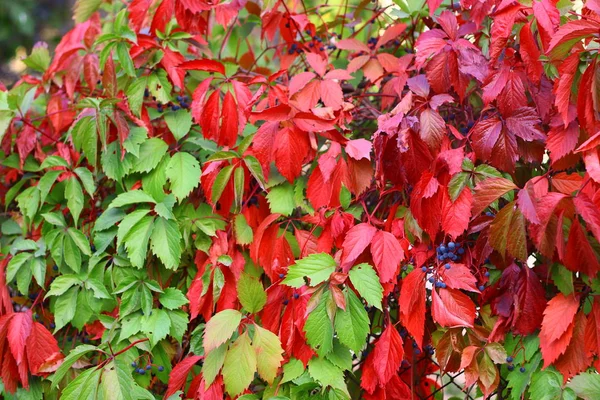 Folhas Uvas Silvestres Outono Folhas Outono Vermelhas Verdes — Fotografia de Stock