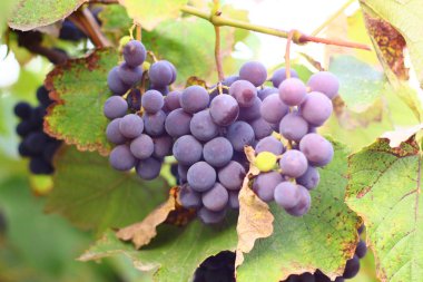 asma üzerinde güzel lezzetli üzüm