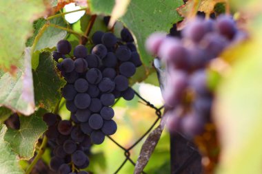 asma üzerinde güzel lezzetli üzüm