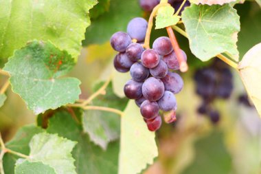 asma üzerinde güzel lezzetli üzüm