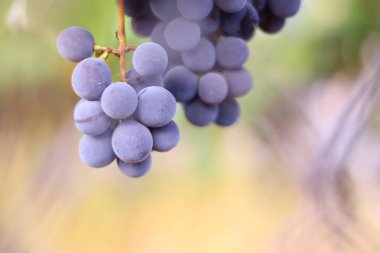 asma üzerinde güzel lezzetli üzüm