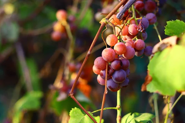 Hermosas Uvas Deliciosas Vid — Foto de Stock