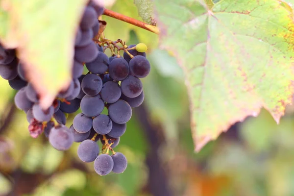 Hermosas Uvas Deliciosas Vid — Foto de Stock