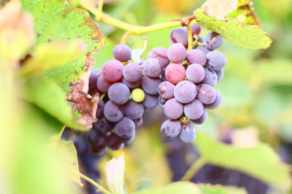 Beaux Raisins Délicieux Sur Vigne — Photo
