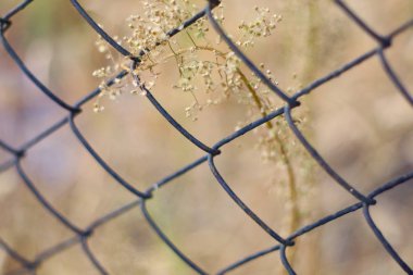 eski paslı örgü. örgü çit