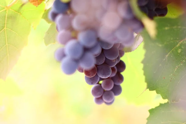 Beautiful Delicious Grapes Vine — Stock Photo, Image