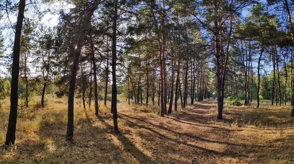 Landscape Pine Forest Autumn Evening Forest Long Shadows Trees — Stock Photo, Image