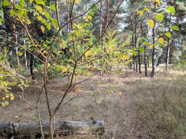 sonbahar ormanda manzara