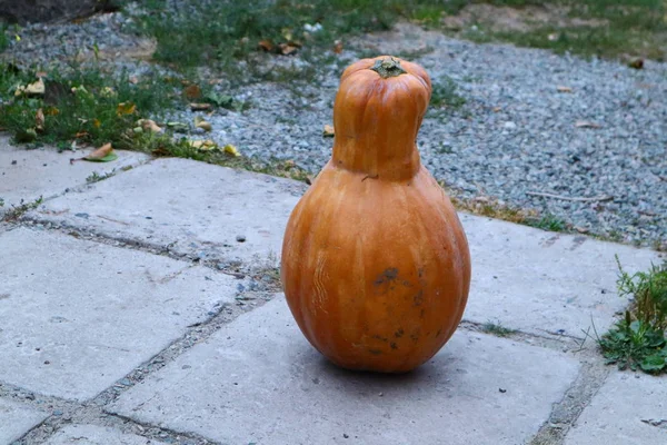 Calabaza Naranja Grande Calabaza Larga —  Fotos de Stock