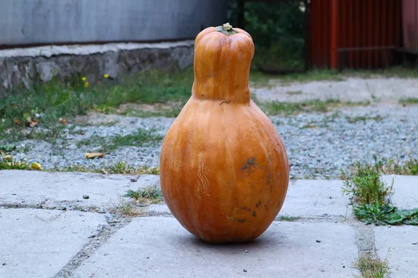 Calabaza Naranja Grande Calabaza Larga —  Fotos de Stock