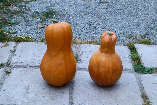 Abóbora Laranja Grande Abóbora Longa — Fotografia de Stock