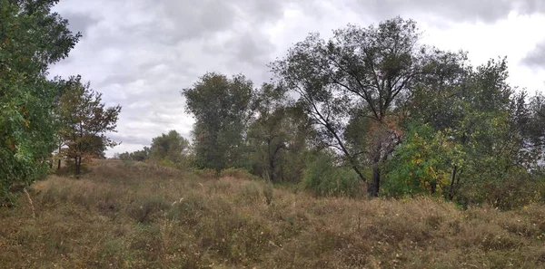 Landscape Autumn Forest — Stock Photo, Image