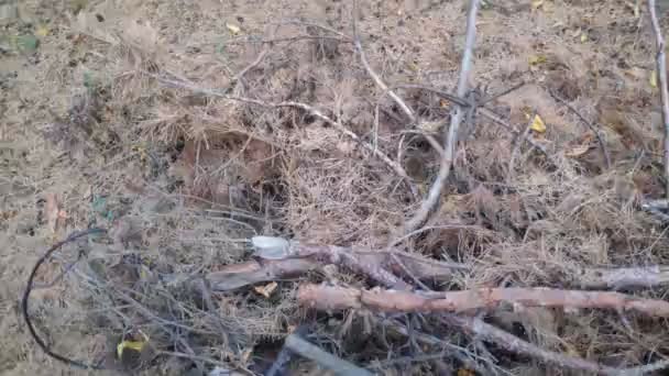 âges secs dans la forêt. forêt après un incendie. branches de pin tombées .