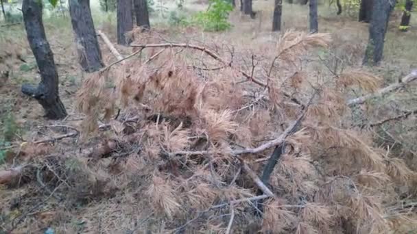 Idades Secas Floresta Floresta Depois Incêndio Ramos Pinheiro Caídos — Vídeo de Stock
